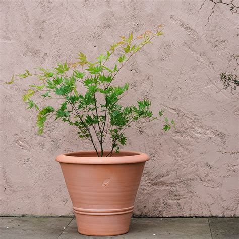 Buy Acer Palmatum Orange Dream And Terracotta Pot