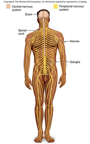 The Nervous System Flashcards Quizlet