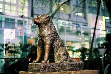 Statue Of Hachiko Waiting At The Shibuya Train Station In Tokyo Japan