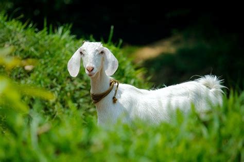 12 Jenis Jenis Kambing Yang Diternakkan Di Indonesia