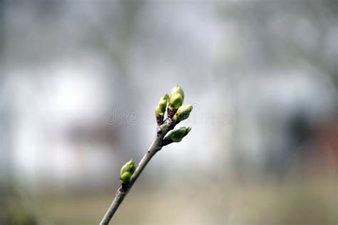 Green Buds On Branches In Spring Nature And Blooming In Spring Time