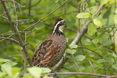 Northern Bobwhite Great Bird Pics