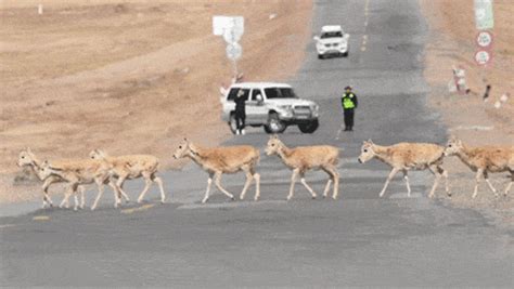 可可西里藏羚羊迎产仔高峰 穿越公路向卓乃湖迁徙 搜狐大视野 搜狐新闻