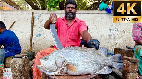 Kal Koduva Fish Cutting Video Fishcuttingrs Kasimedu Fish