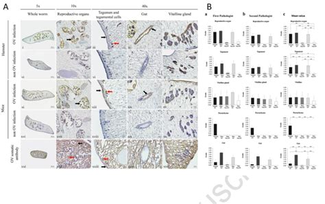 A Immunoperoxidase Localization On Paraffin Embedded O Viverrini