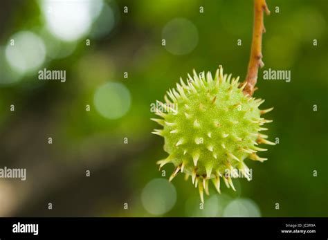 Stachligen Hi Res Stock Photography And Images Alamy