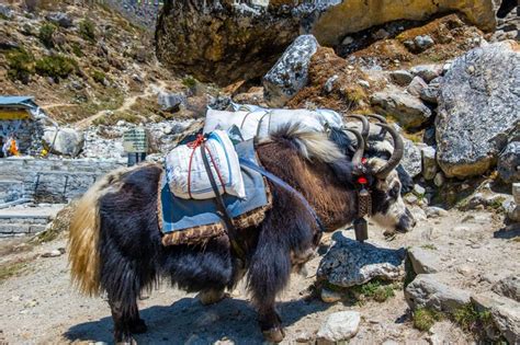 Premium Photo Group Of Domestic Yak Caravan Carrying Tourist Stuff On