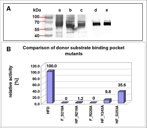 Western Blot And Comparison Of Relative Specific Activities Of Point Download Scientific