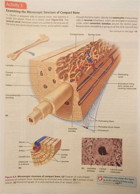 Structure Of Compact Bone Anatomy And Physiology Physiology Medical