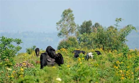 How To Get To Virunga National Park Getting To Virunga National Park