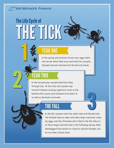 Flea Prevention Infographic For Veterinarians