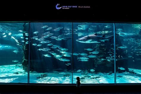 Two Oceans Aquarium | It's our birthday! the two oceans aquarium…