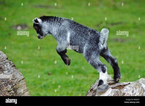 Baby Pygmy Goats Jumping