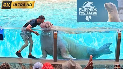 Novo Show Flippers Facts Fun The Sea Lion Experience 4K SeaWorld