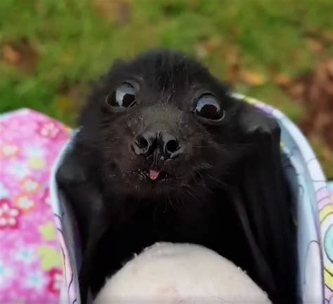 Baby bat : r/aww