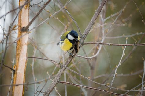 Just A Small Snack Parus Major Talitiainen Great Tit Aki Mykk Nen