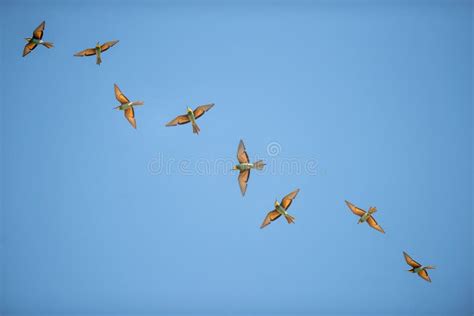 Group of Bee Eaters Flying on Blue Sky Stock Photo - Image of bird ...