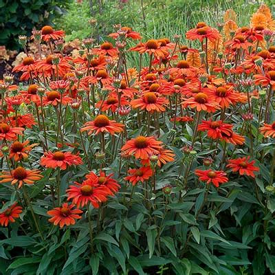 Echinacea KISMET Intense Orange TERRA NOVA Nurseries Inc