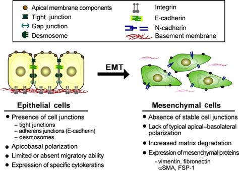 New Insights Into The Regulation Of Epithelial Mesenchymal Transition