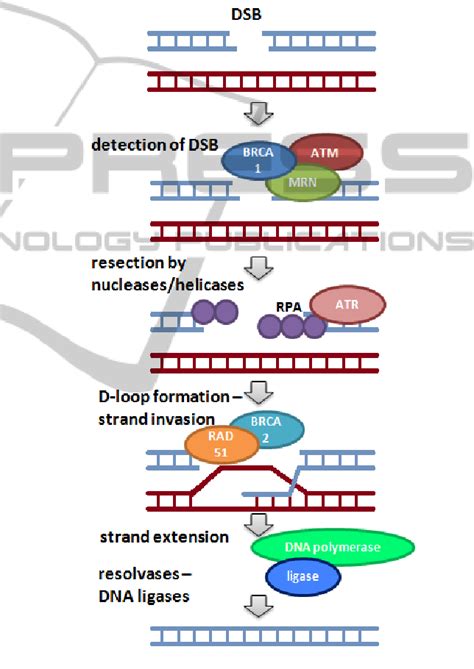 Figure 2 From The Homologous Recombination Mathematical Model And The