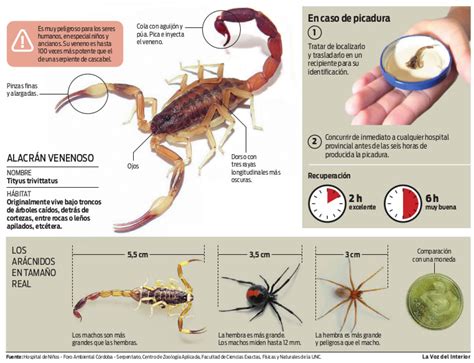 alacranes y aranas Mutual Médica Medicina Prepaga