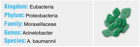 Acinetobacter baumannii - Quip Labs