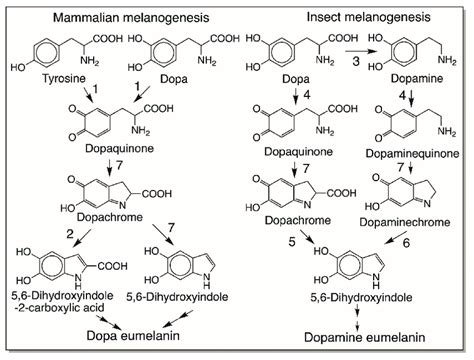 Comparative Biochemistry Of Mammalian And Insect Eumelanogenesis In