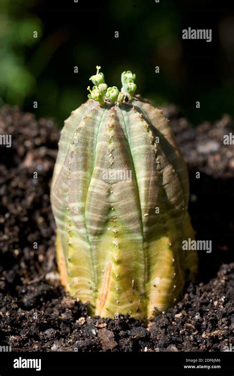 Baseball Plant Euphorbia Obesa Is An Endangered Plant Native To South