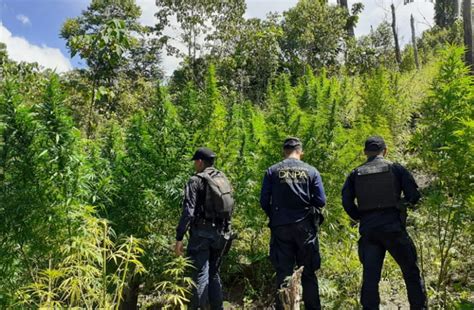 Erradican otras dos plantaciones de marihuana en Colón Proceso Digital