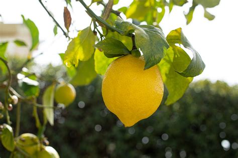 Voici comment faire pousser un citronnier à partir d un simple pépin