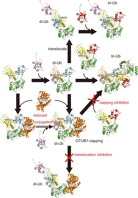 Molecular Basis Of Lys 63 Linked Polyubiquitination Inhibition By The Interaction Between Human