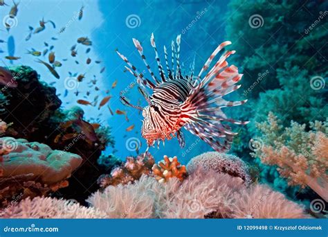 Lionfish On The Coral Reef Stock Photo Image Of Softcoral