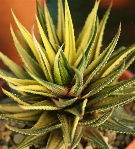 Haworthiopsis Attenuata Variegata Succulent Guide