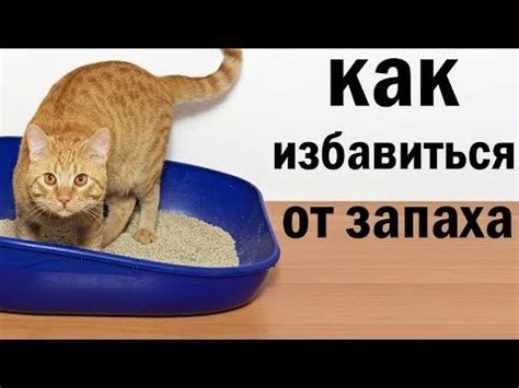 Как избавиться от "кошачьего запаха". САМОЕ ЛУЧШЕЕ СРЕДСТВО. в 2024 г ...