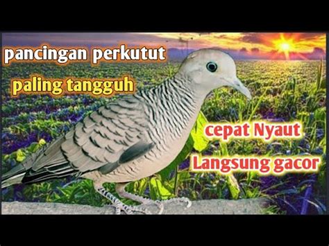 Pancingan Ampuh Perkutut Lokal Gacor Hitungan Detik Langsung Nyaut