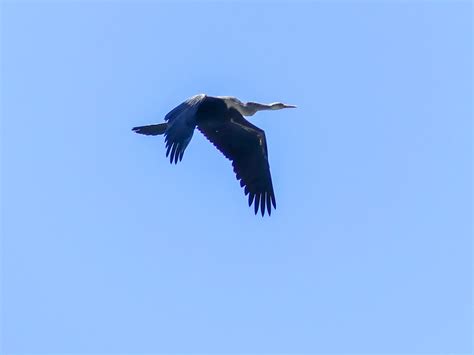Oriental Darter | Bubo Birding