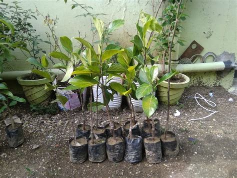 Full Sun Exposure Barahmasi Jackfruit Plant For Fruits At Rs 90piece