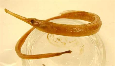 Dusky Pipefish Alchetron The Free Social Encyclopedia