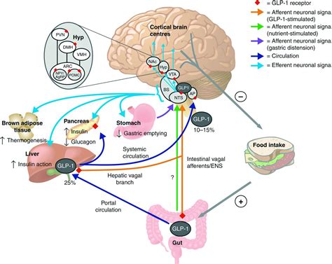 GLP 1 Receptor Structure