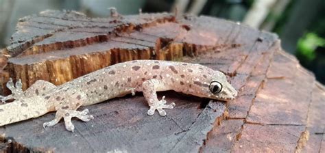 Can You Have A Pet Salamander • Tips & Tricks for Pets