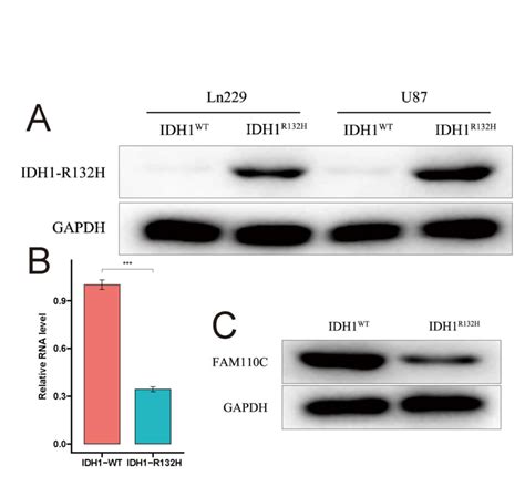 Fam C Was Highly Expressed In Wild Type Gbm Cell Lines A Idh R H