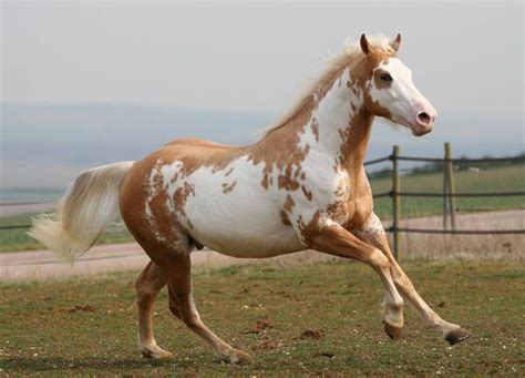 Palomino Overo Paint Horse