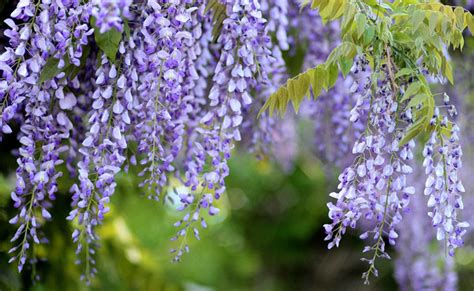 Glycine Wisteria Plantation Taille Culture Et Entretien