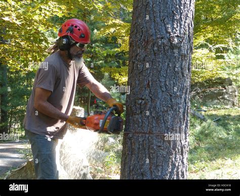 Lumberjack Cutting Down Pine Tree With Husqvarna Chain Saw Stock Photo