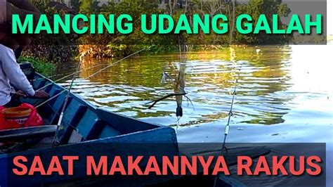 MANCING UDANG GALAH STRIKE TERUS TIDAK PERLU MENUNGGU LAMA LANGSUNG