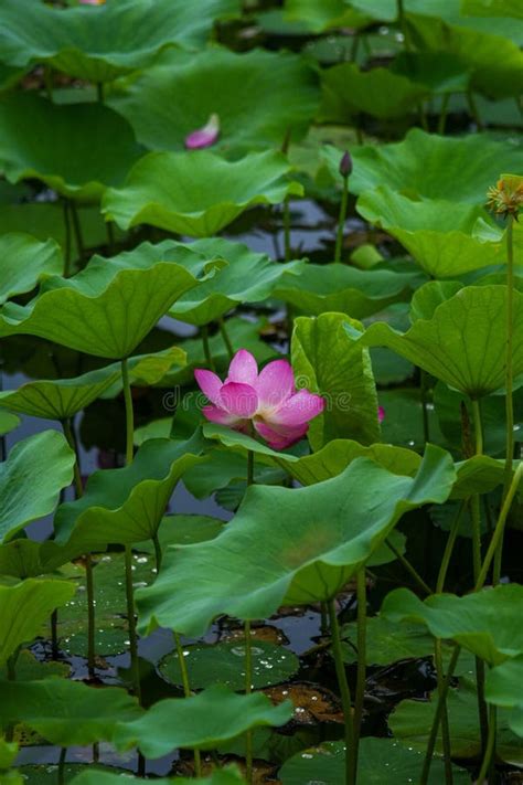 Gorgeous Pink Nelumbo Nucifera Flower Growing In A Scenic Pond Stock