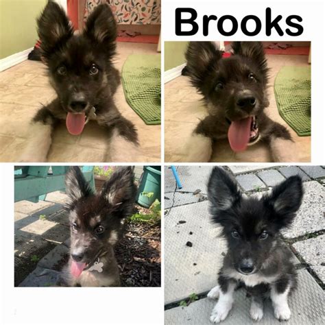 Brooks Manitoba Mutts Dog Rescue