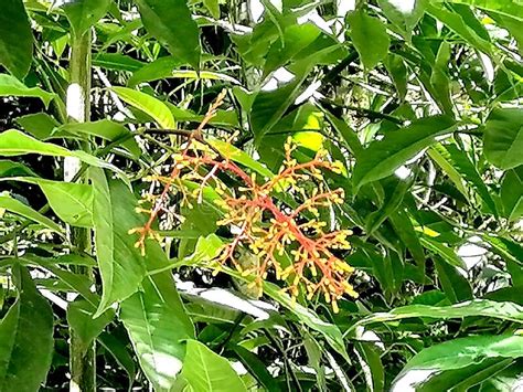 Flowers and plants of Peru stock photo. Image of hike - 254500898