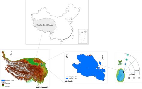 Frontiers Response Of Species Dominance And Niche Of Plant Community