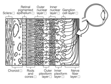 Layers of the Retina | Histology Coloring Book